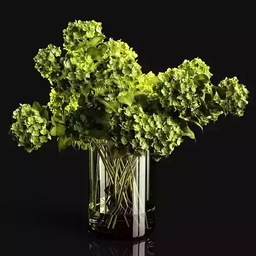 Hydrangea in glass vase