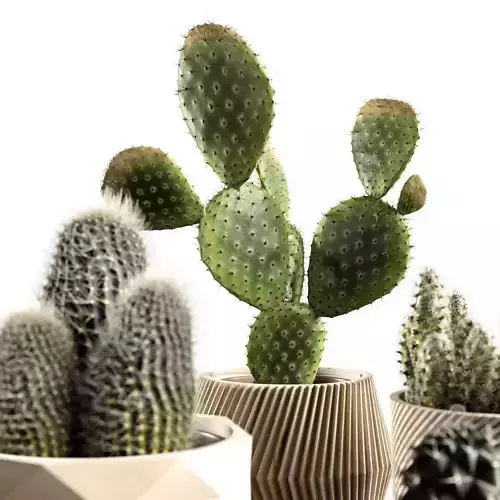 Cacti in wooden pots 3D model