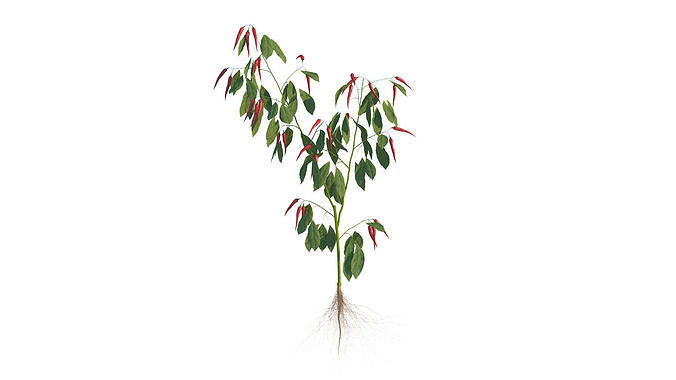 Pepper  Red pepper  Green pepper 3D model 3