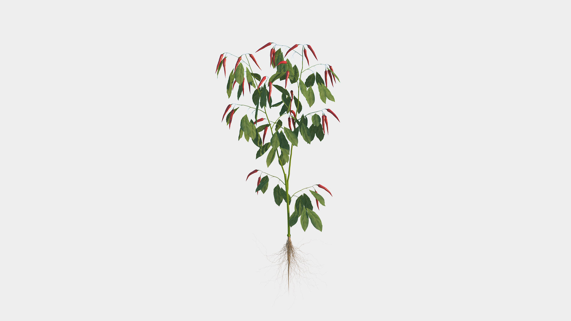 Pepper  Red pepper  Green pepper 3D model_18