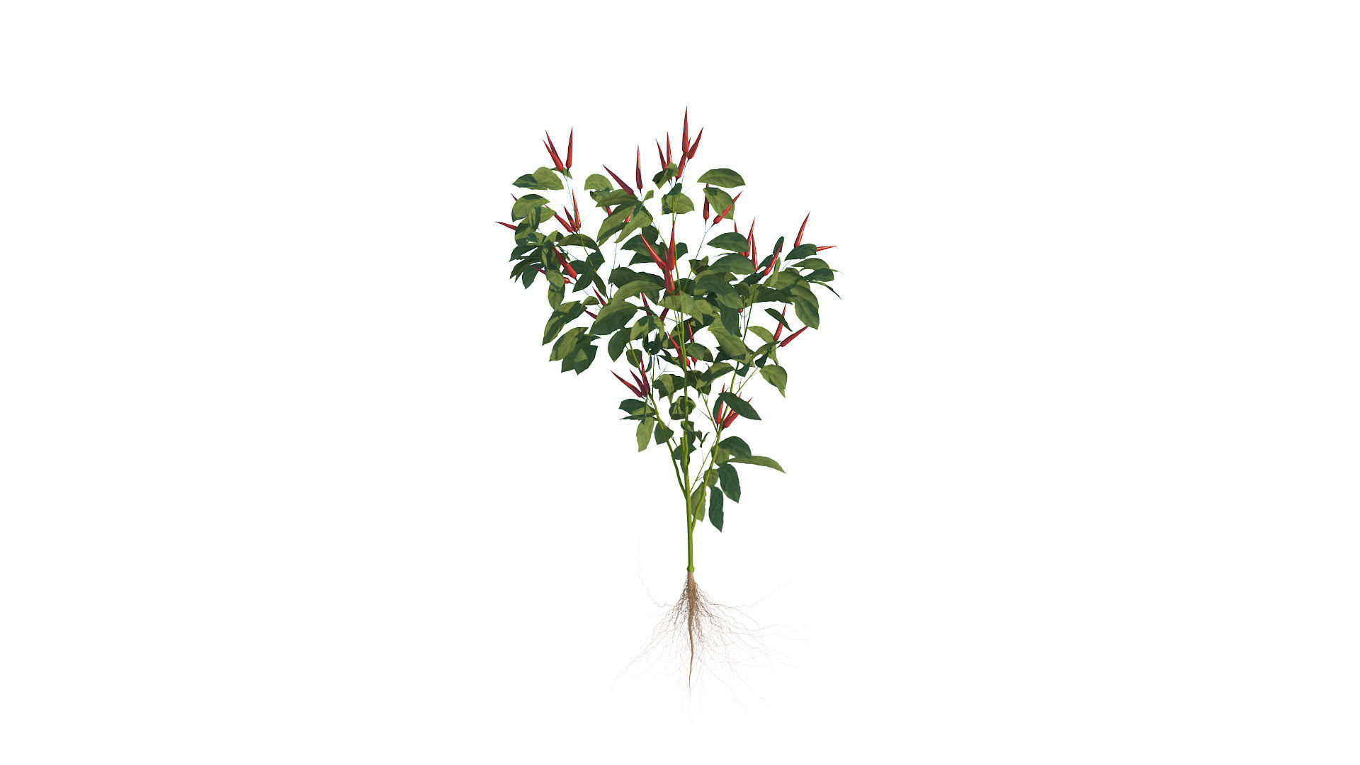 Pepper  Red pepper  Green pepper 3D model_22
