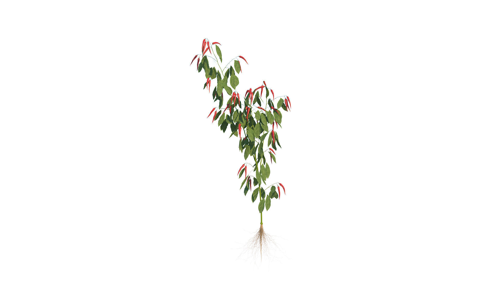 Pepper  Red pepper  Green pepper 3D model_20