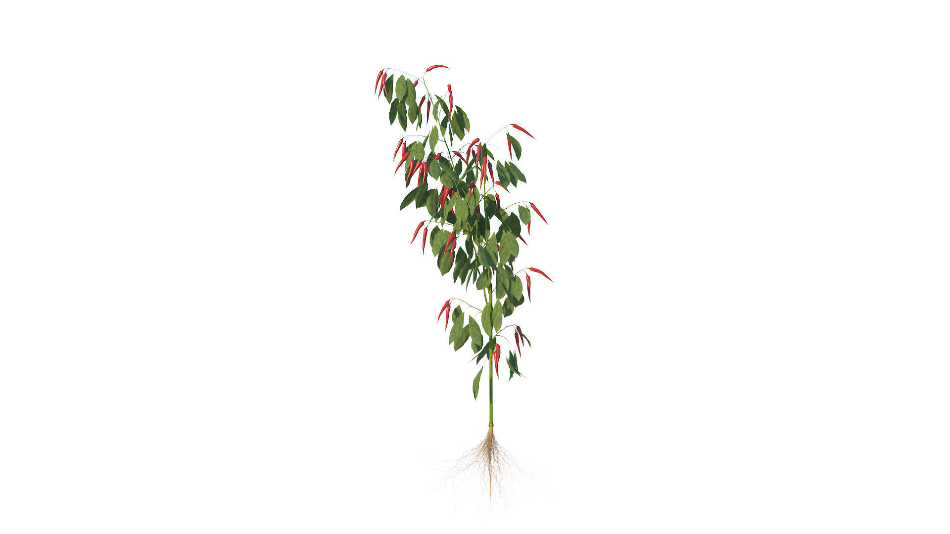 Pepper  Red pepper  Green pepper 3D model_26