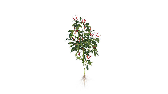 Pepper  Red pepper  Green pepper 3D model 4