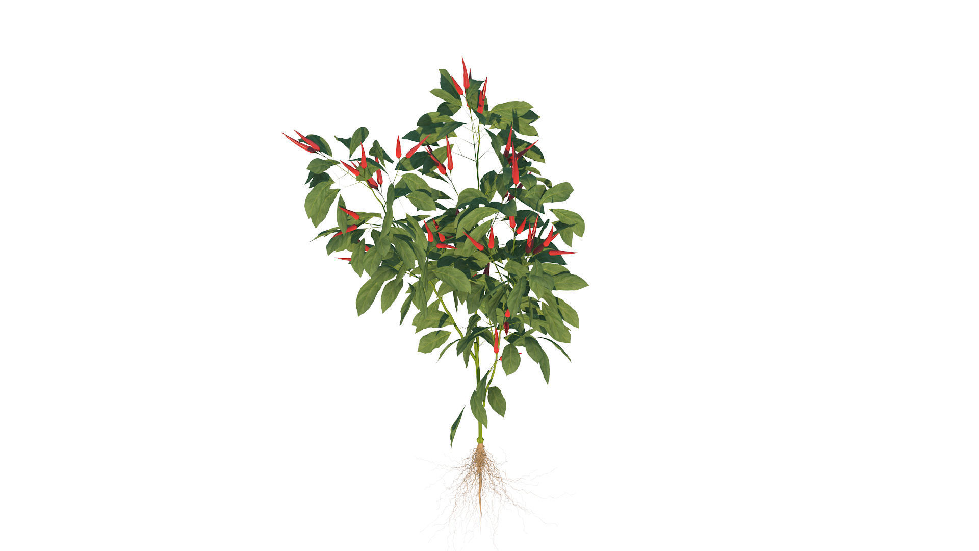 Pepper  Red pepper  Green pepper 3D model_27