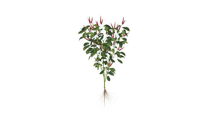 Pepper  Red pepper  Green pepper 3D model 5