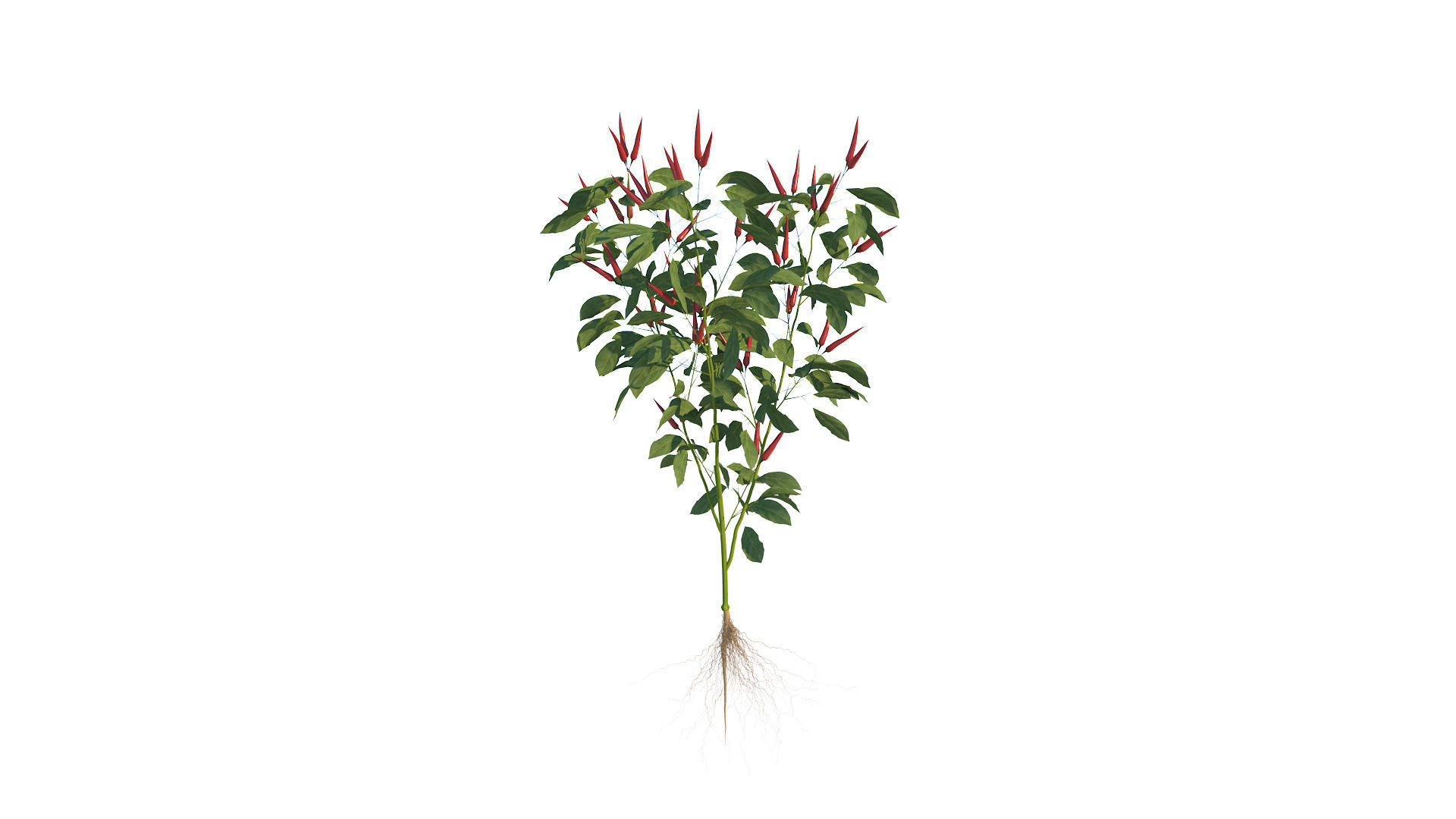 Pepper  Red pepper  Green pepper 3D model_4