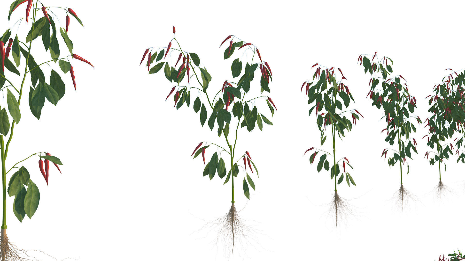 Pepper  Red pepper  Green pepper 3D model_7