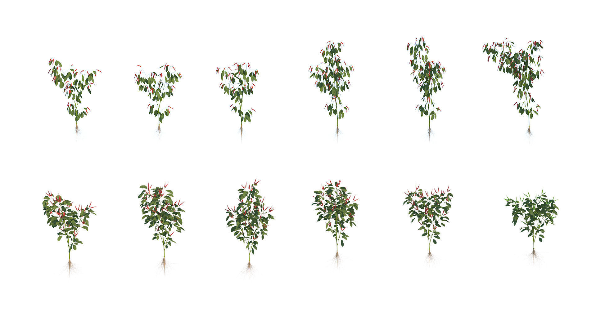 Pepper  Red pepper  Green pepper 3D model_6