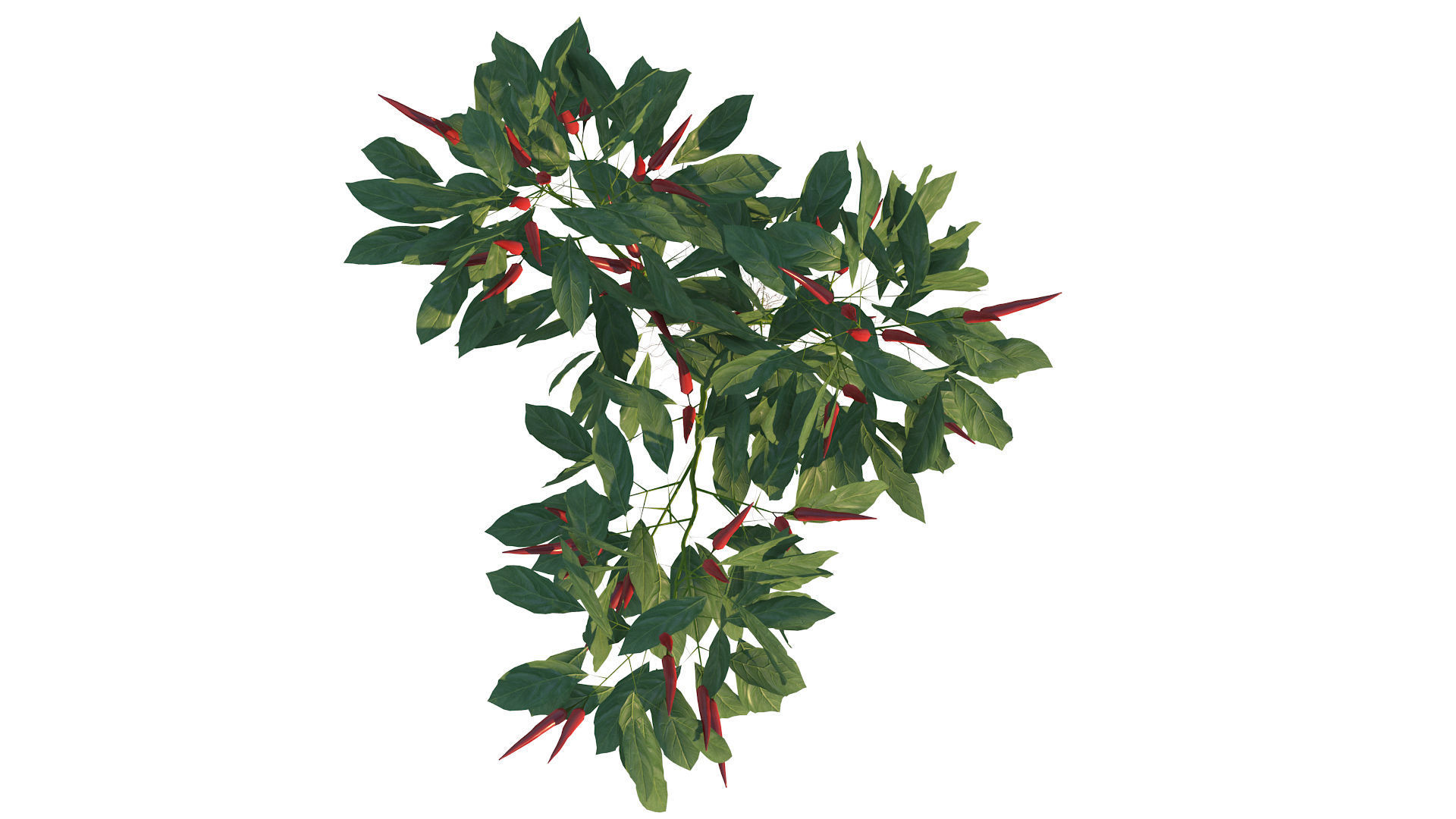 Pepper  Red pepper  Green pepper 3D model_25