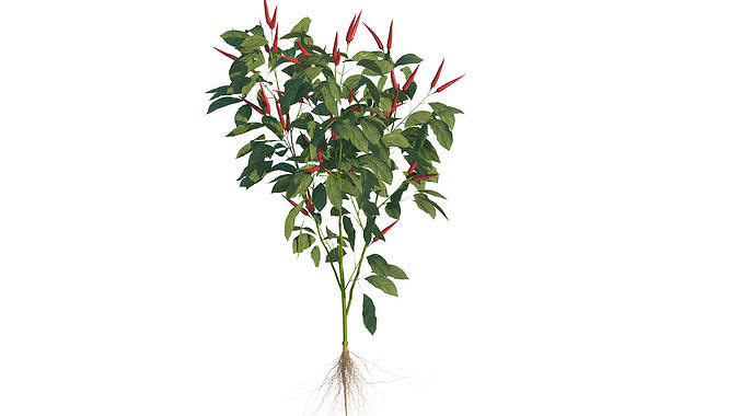 Pepper  Red pepper  Green pepper 3D model 2