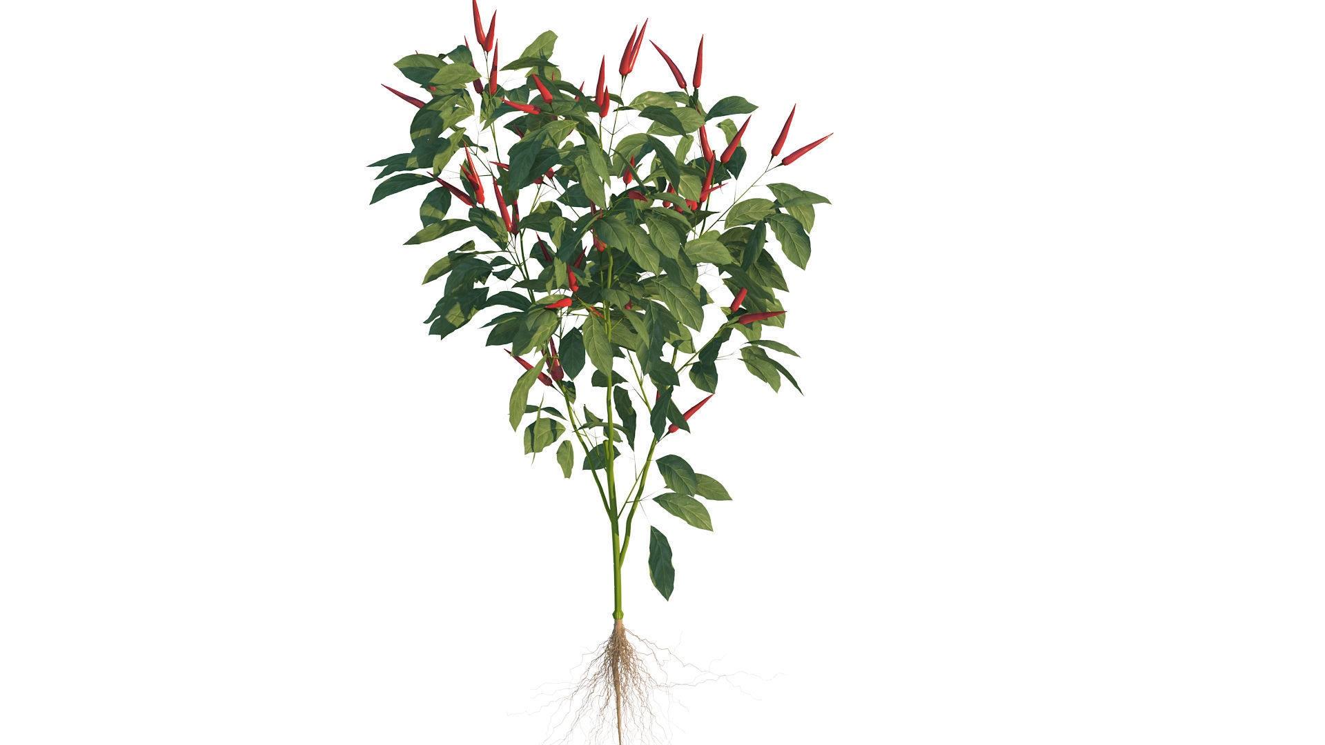 Pepper  Red pepper  Green pepper 3D model_1