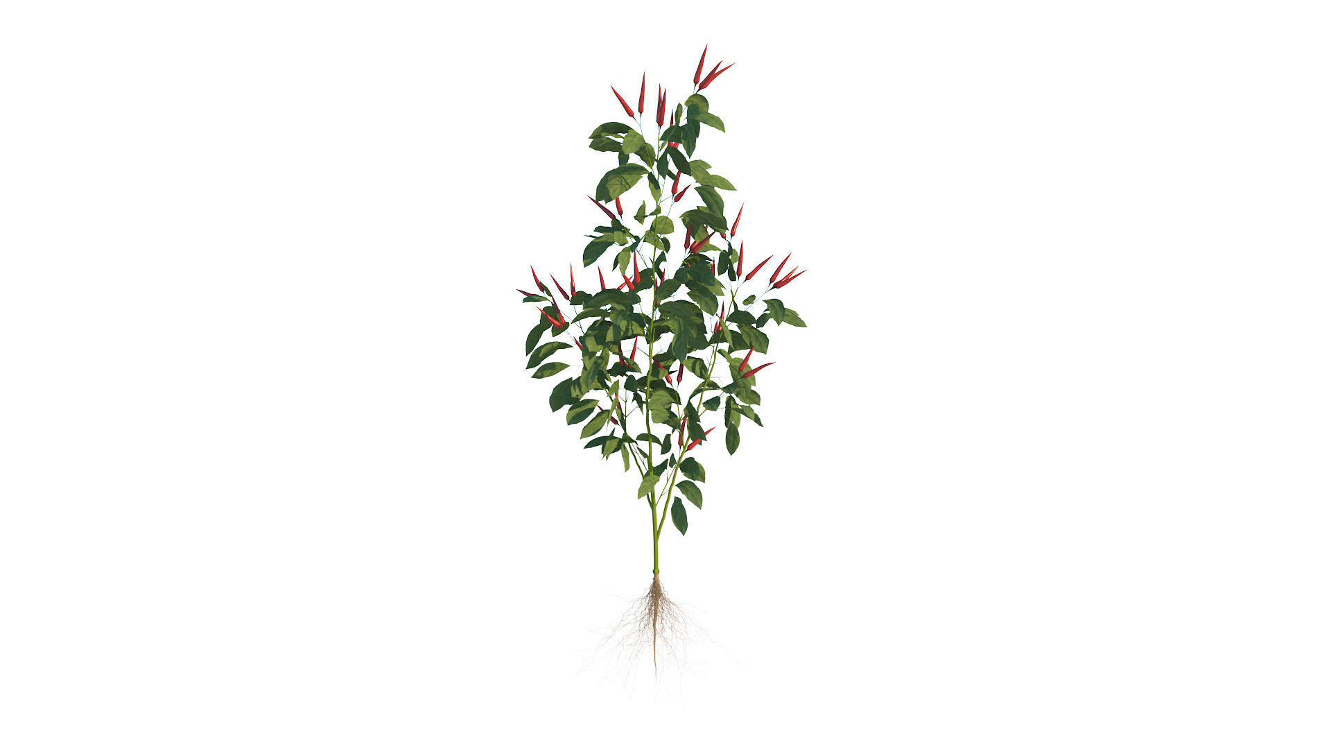 Pepper  Red pepper  Green pepper 3D model_24