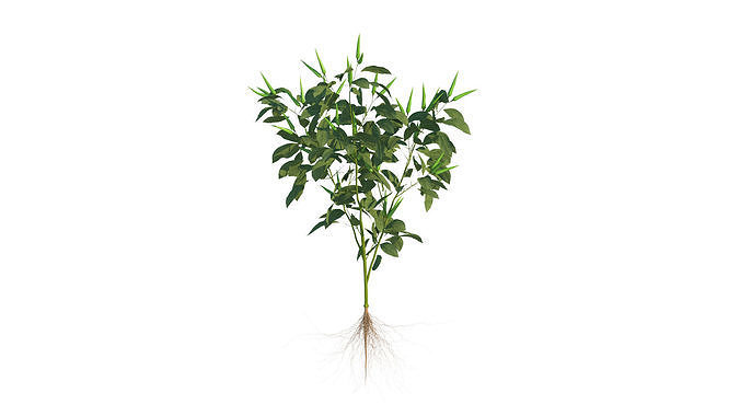 Pepper  Red pepper  Green pepper 3D model 6