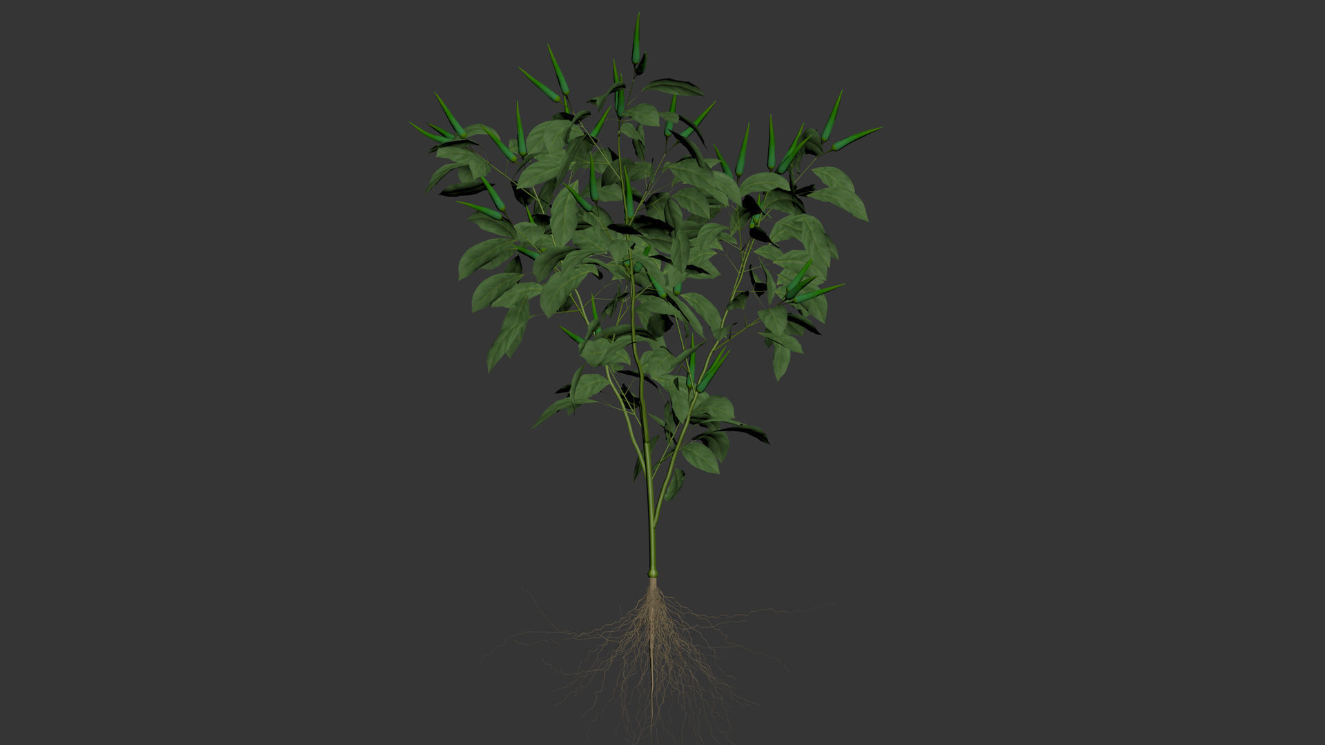 Pepper  Red pepper  Green pepper 3D model_16