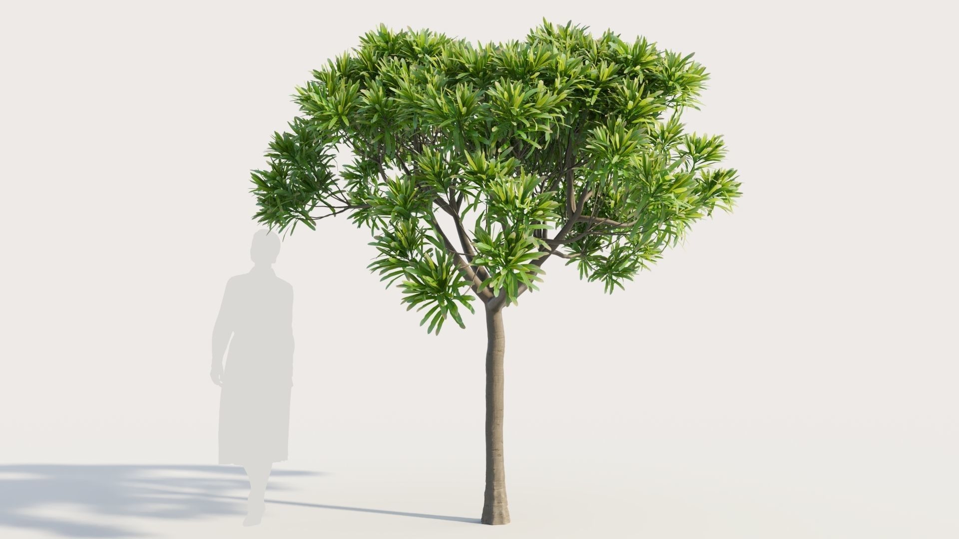 Euphorbia bourgeana a 3D model_6