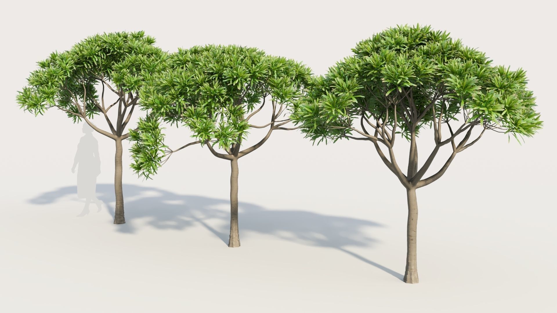 Euphorbia bourgeana a 3D model_1