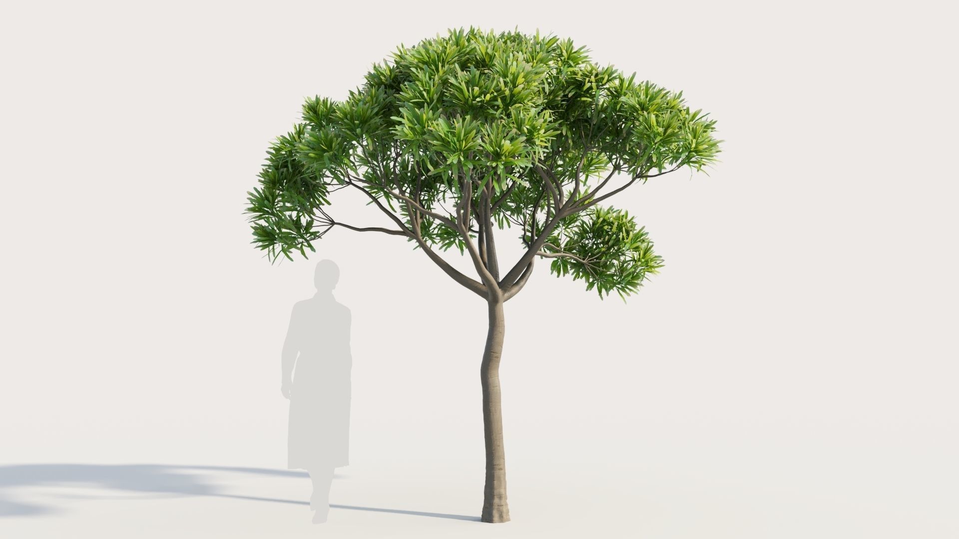 Euphorbia bourgeana a 3D model_5