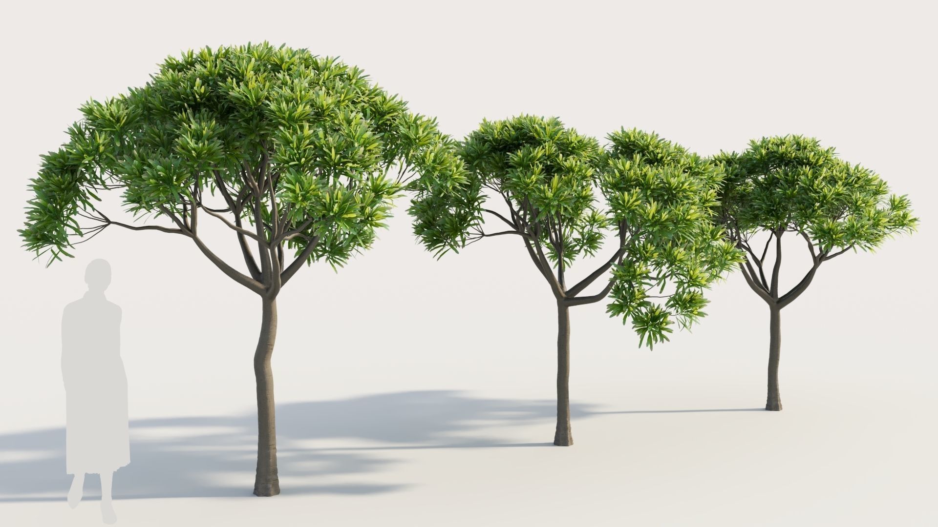 Euphorbia bourgeana a 3D model_3