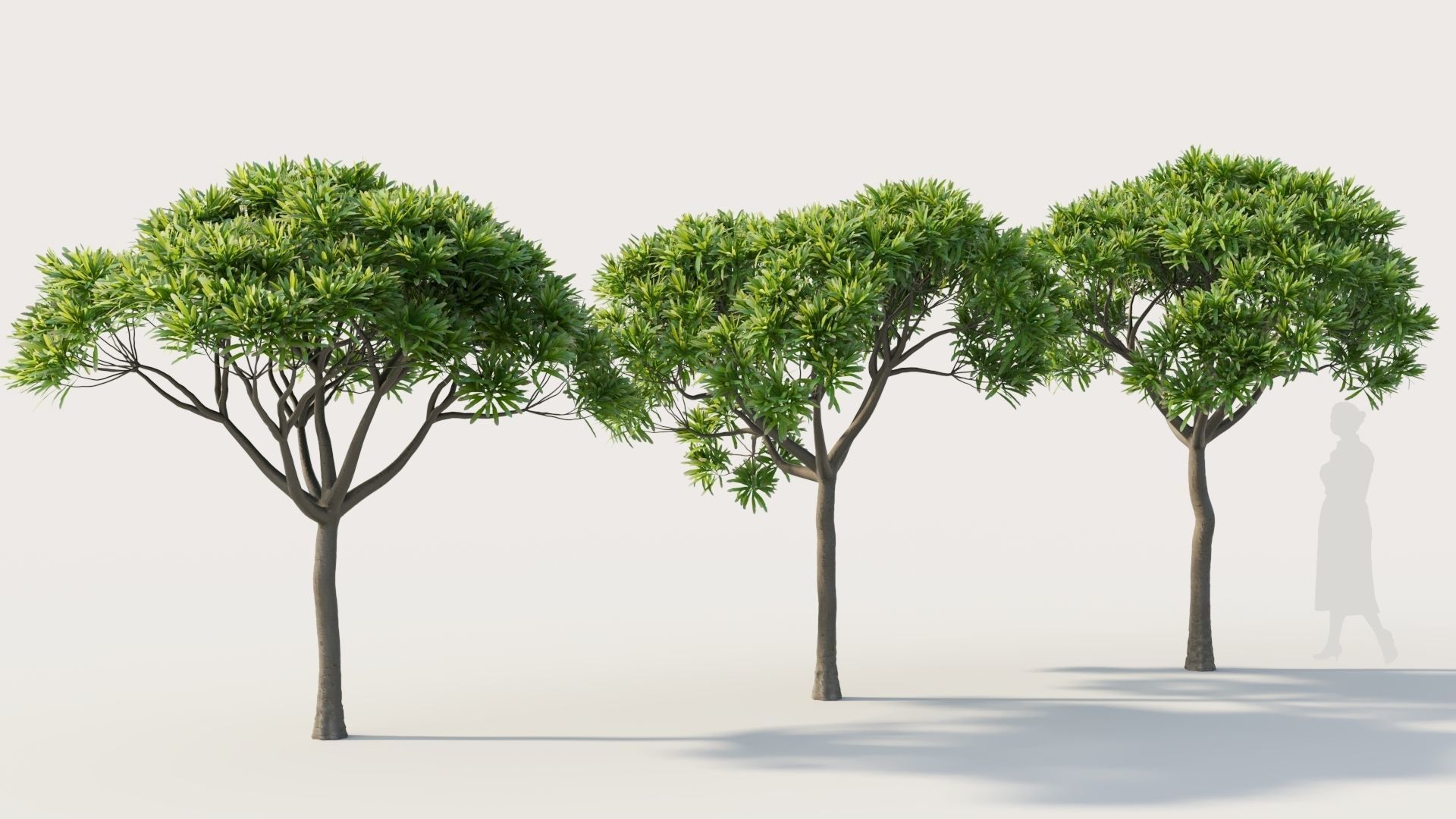 Euphorbia bourgeana a 3D model_4