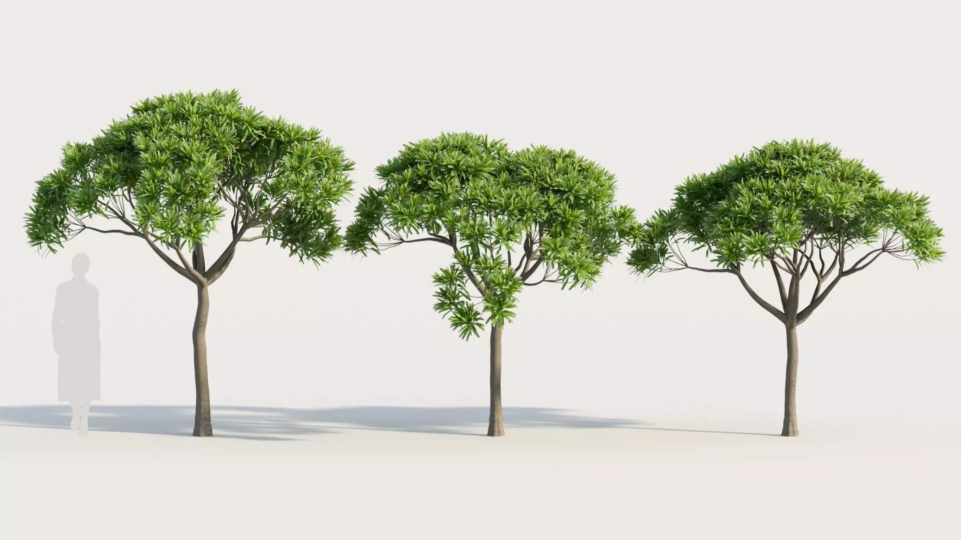 Euphorbia bourgeana a 3D model_0