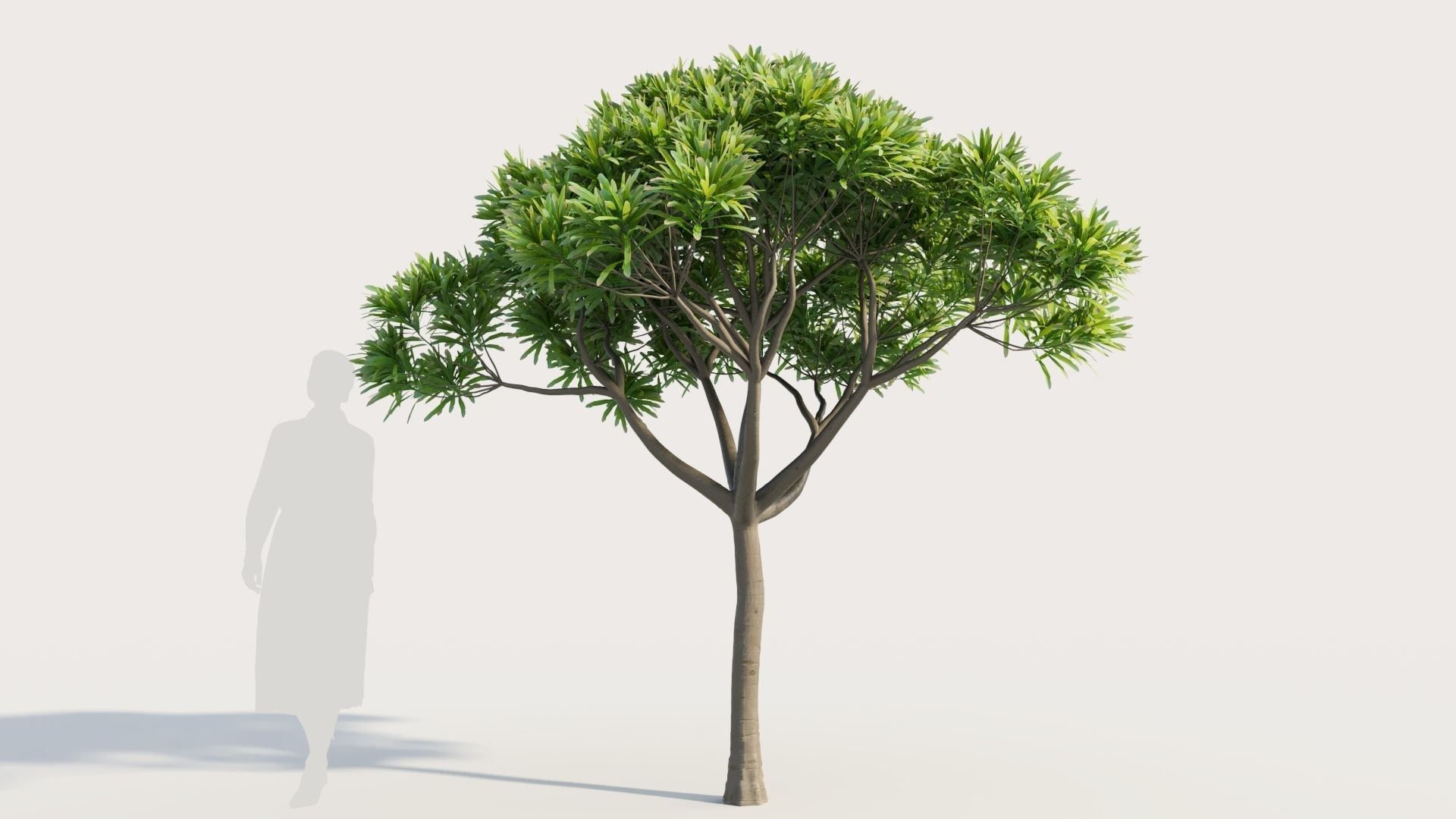 Euphorbia bourgeana a 3D model_7