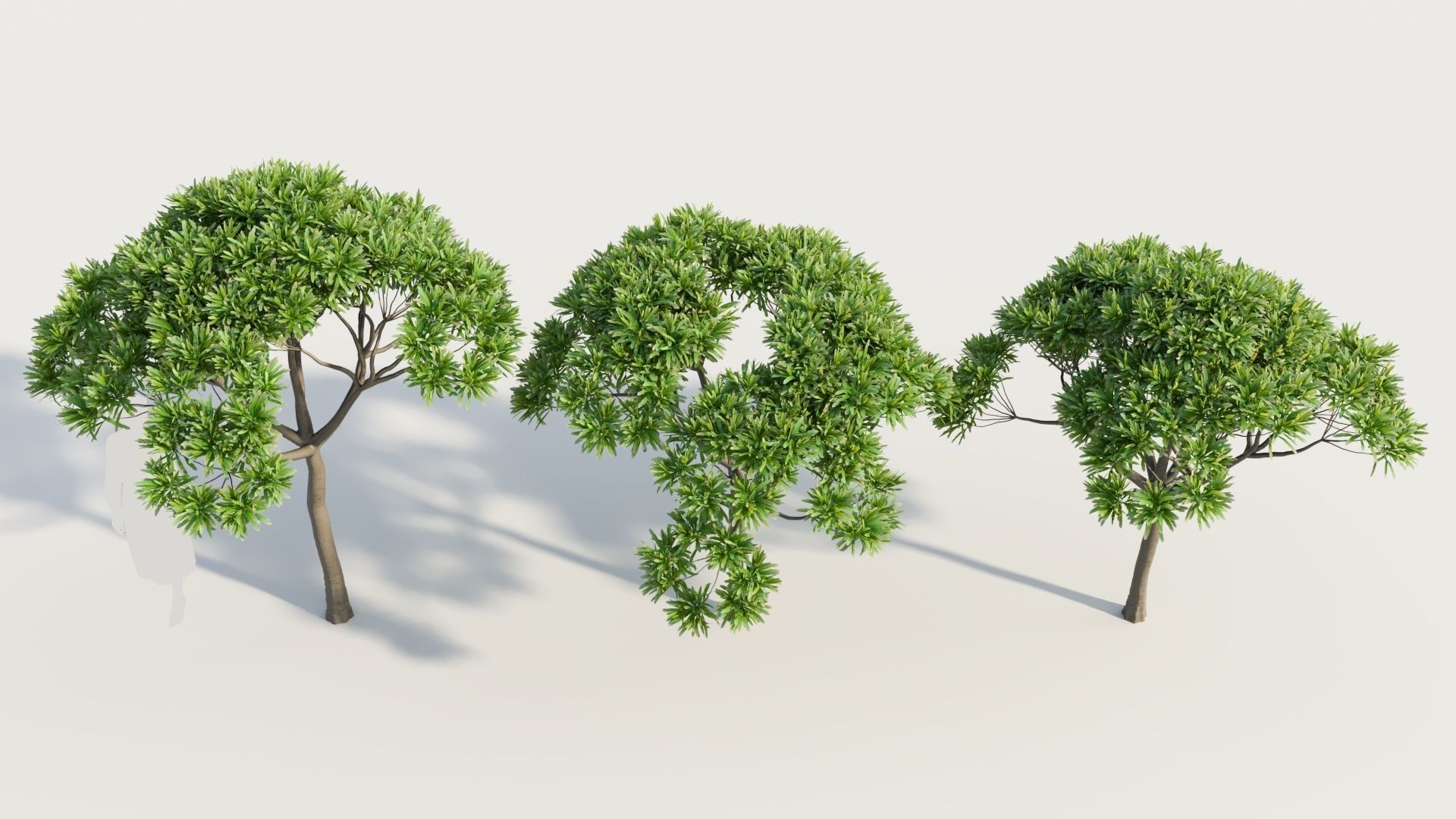 Euphorbia bourgeana a 3D model_2