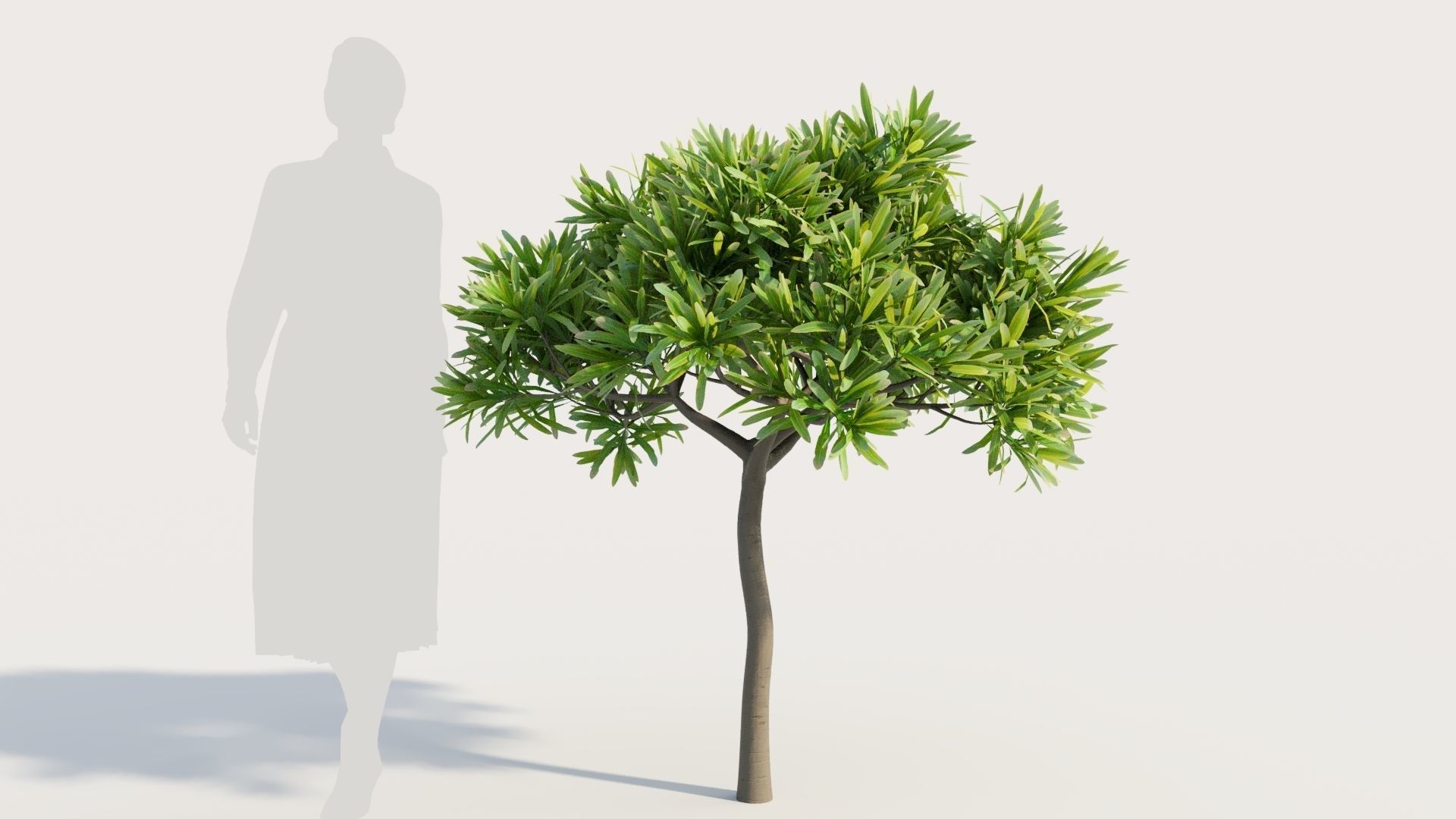 Euphorbia bourgeana b 3D model_7