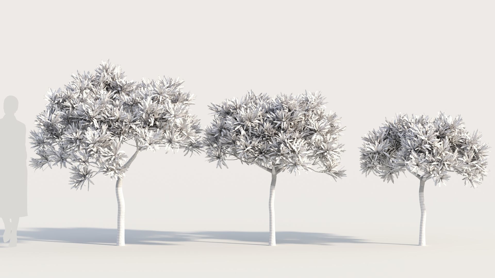 Euphorbia bourgeana b 3D model_8