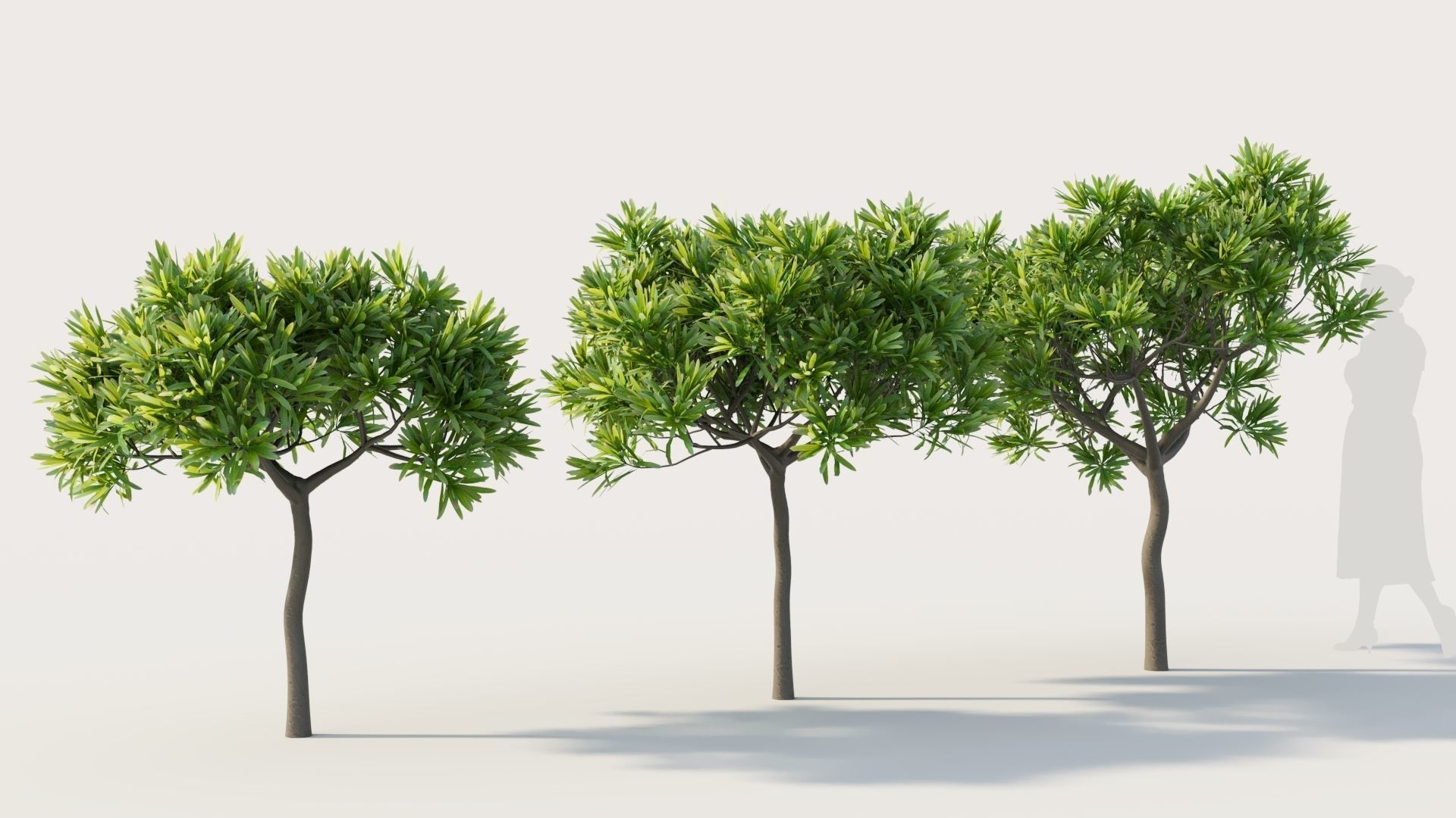 Euphorbia bourgeana b 3D model_4