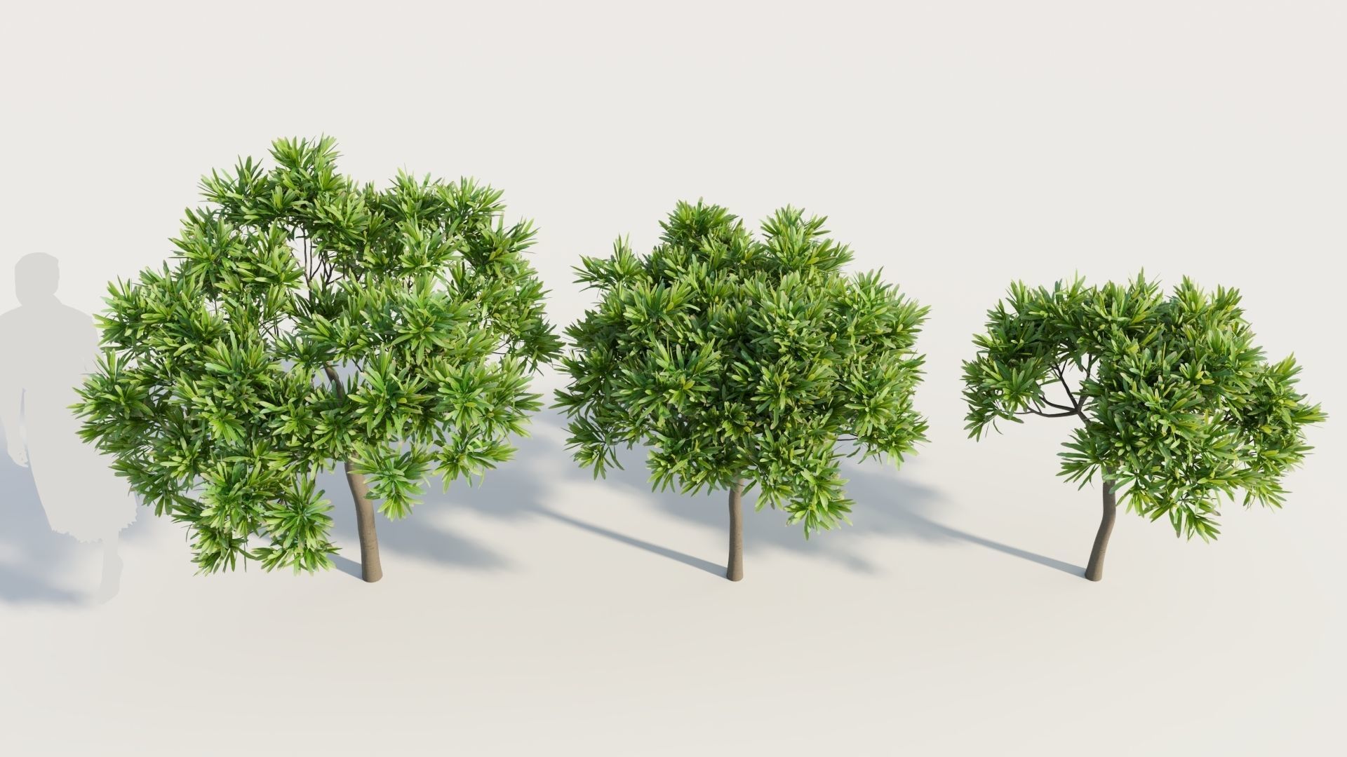 Euphorbia bourgeana b 3D model_2