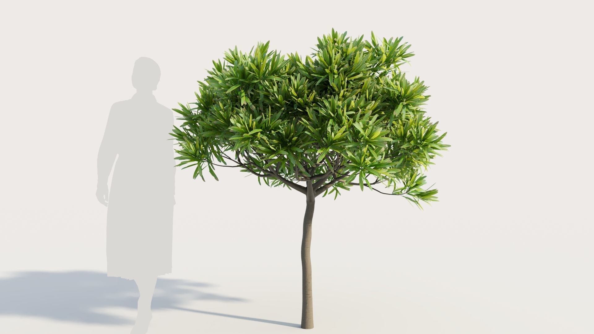 Euphorbia bourgeana b 3D model_6