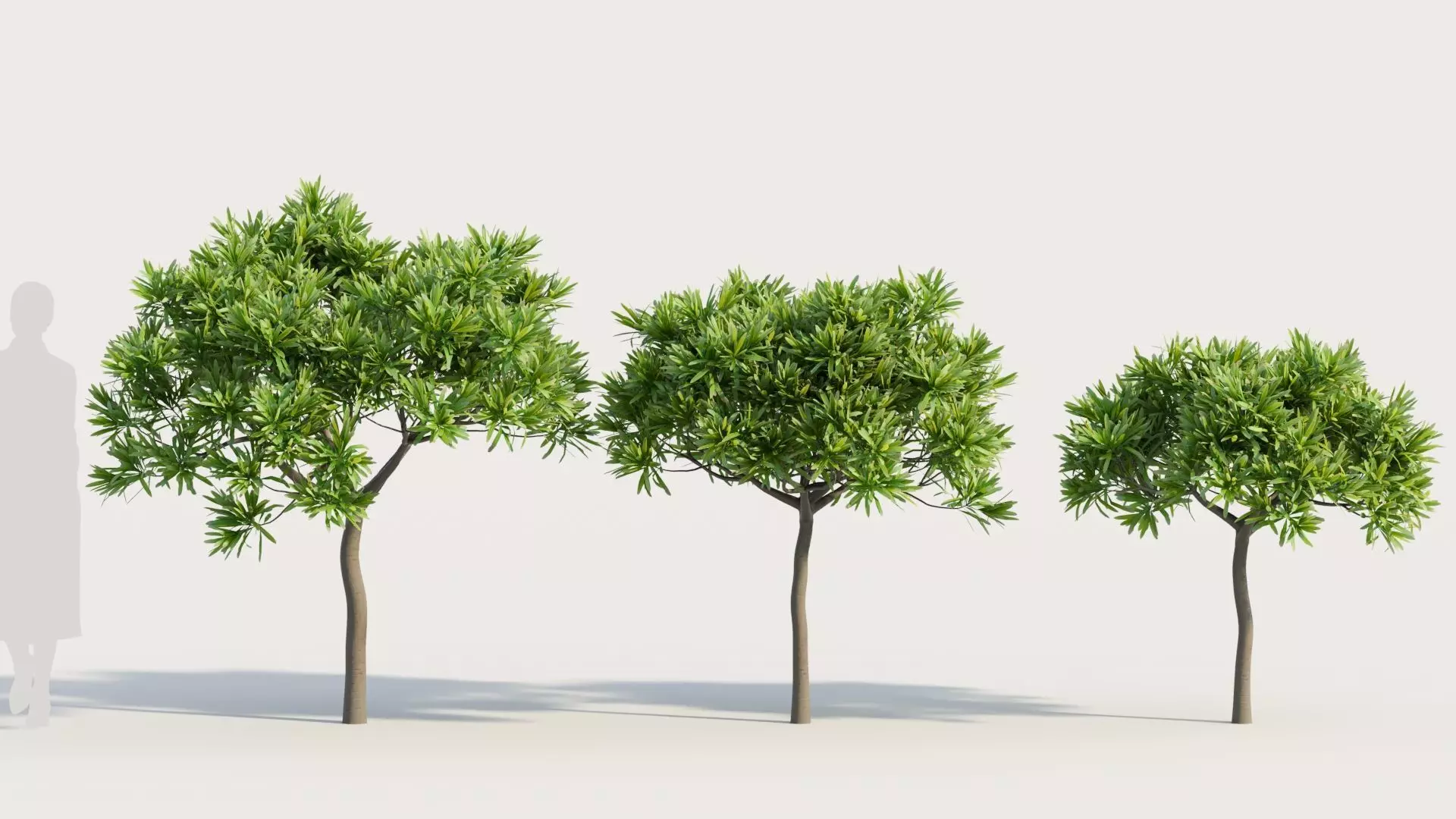 Euphorbia bourgeana b 3D model_0