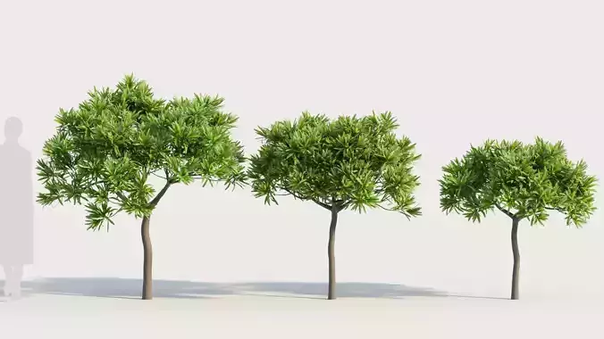 Euphorbia bourgeana b