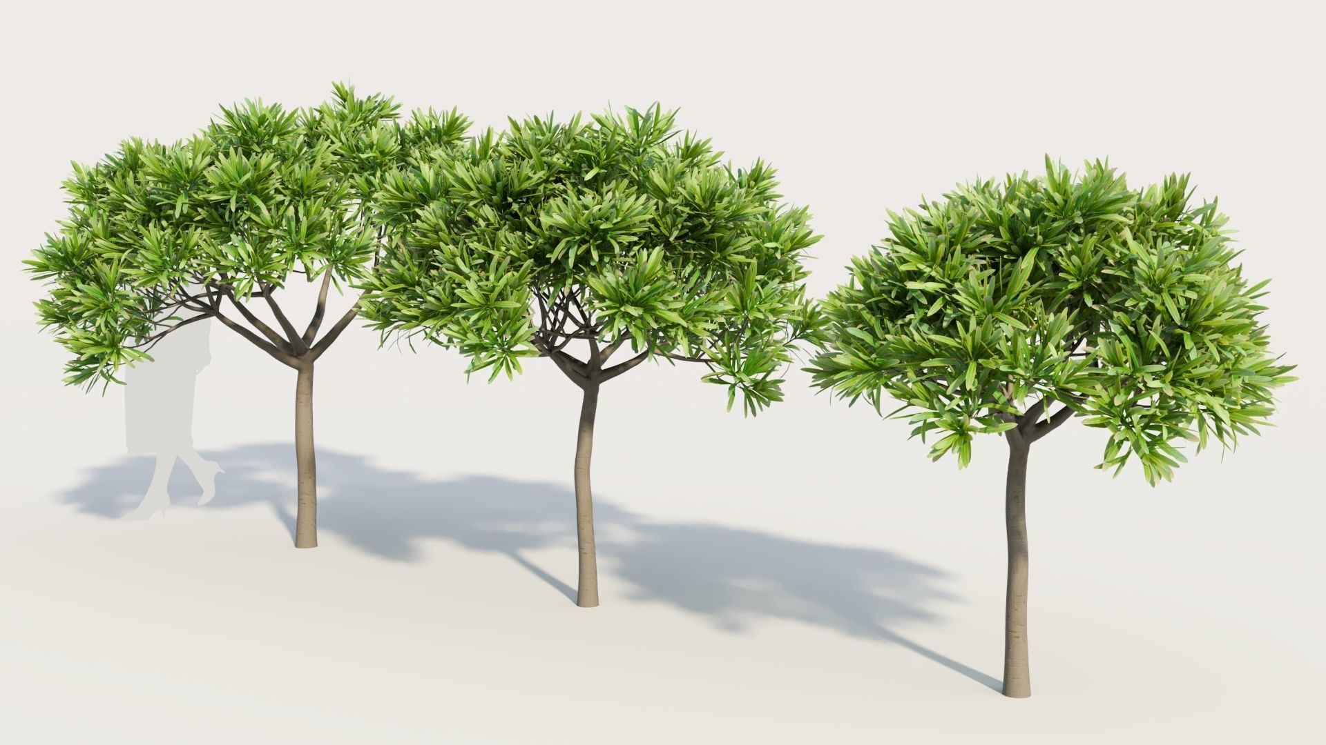Euphorbia bourgeana b 3D model_1