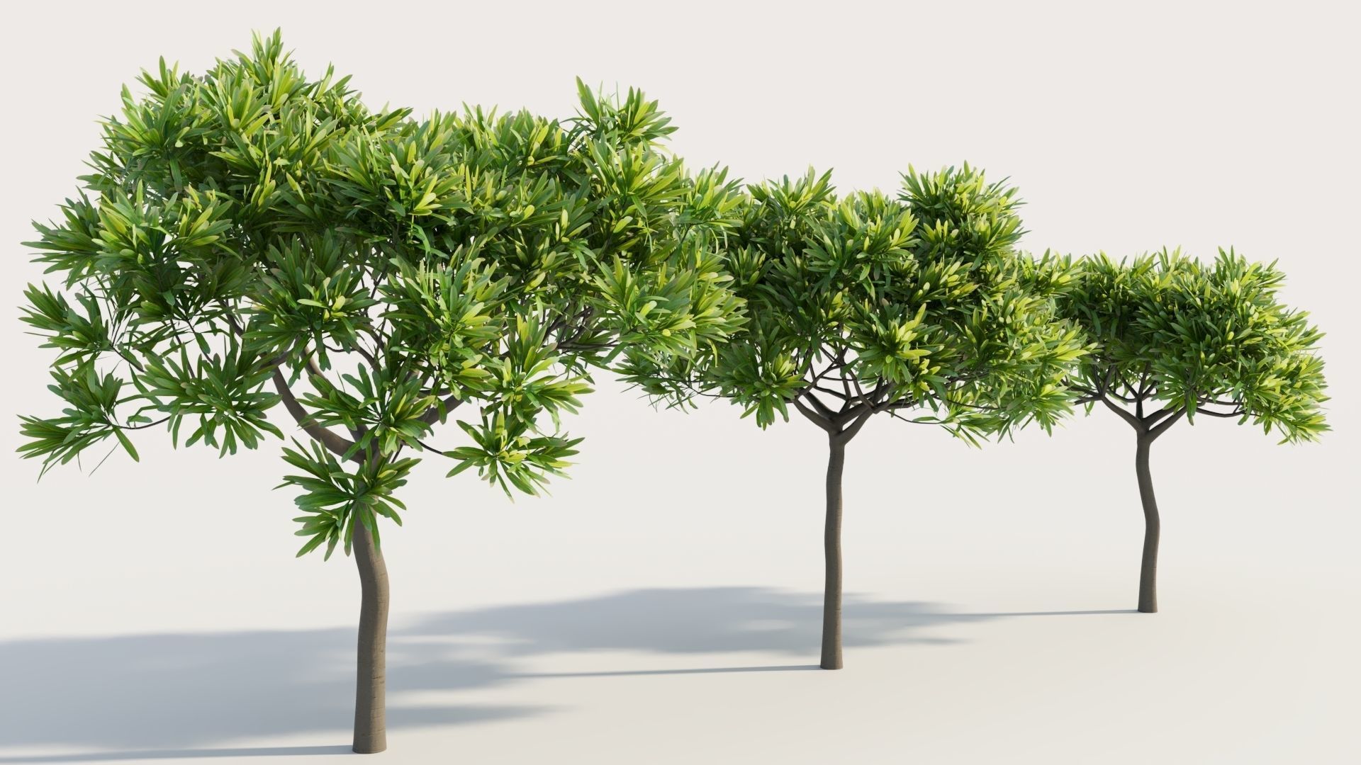 Euphorbia bourgeana b 3D model_3