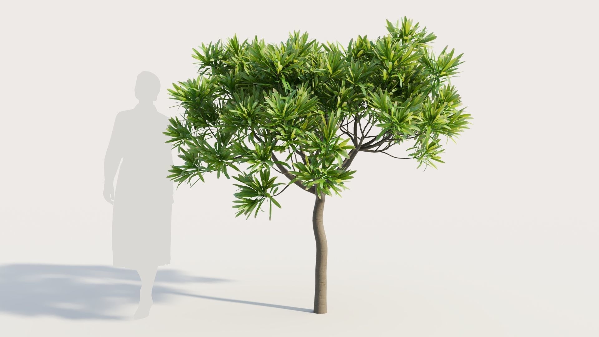Euphorbia bourgeana b 3D model_5