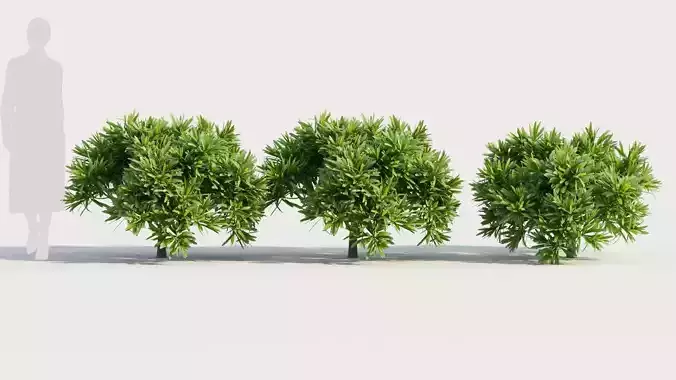 Euphorbia bourgeana c