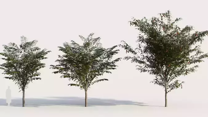 Gleditsia triacanthos a