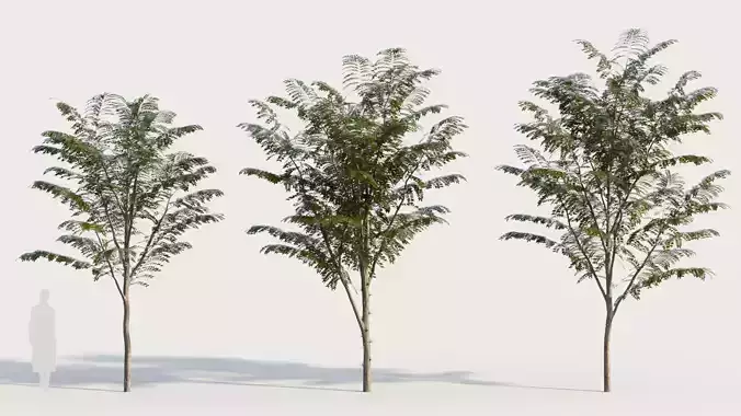 Gleditsia triacanthos b