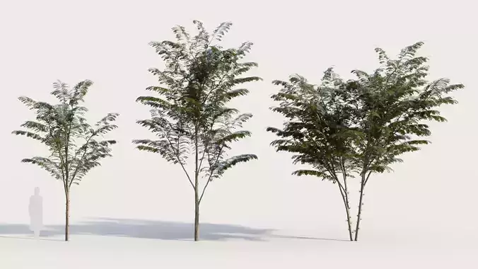 Gleditsia triacanthos c