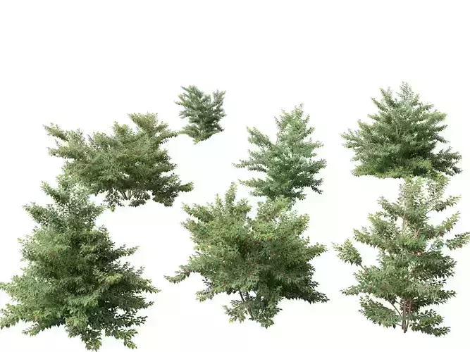 Ilex pedunculosa - Longstalk Holly