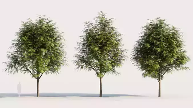 Grevillea edelfeltii a tree 