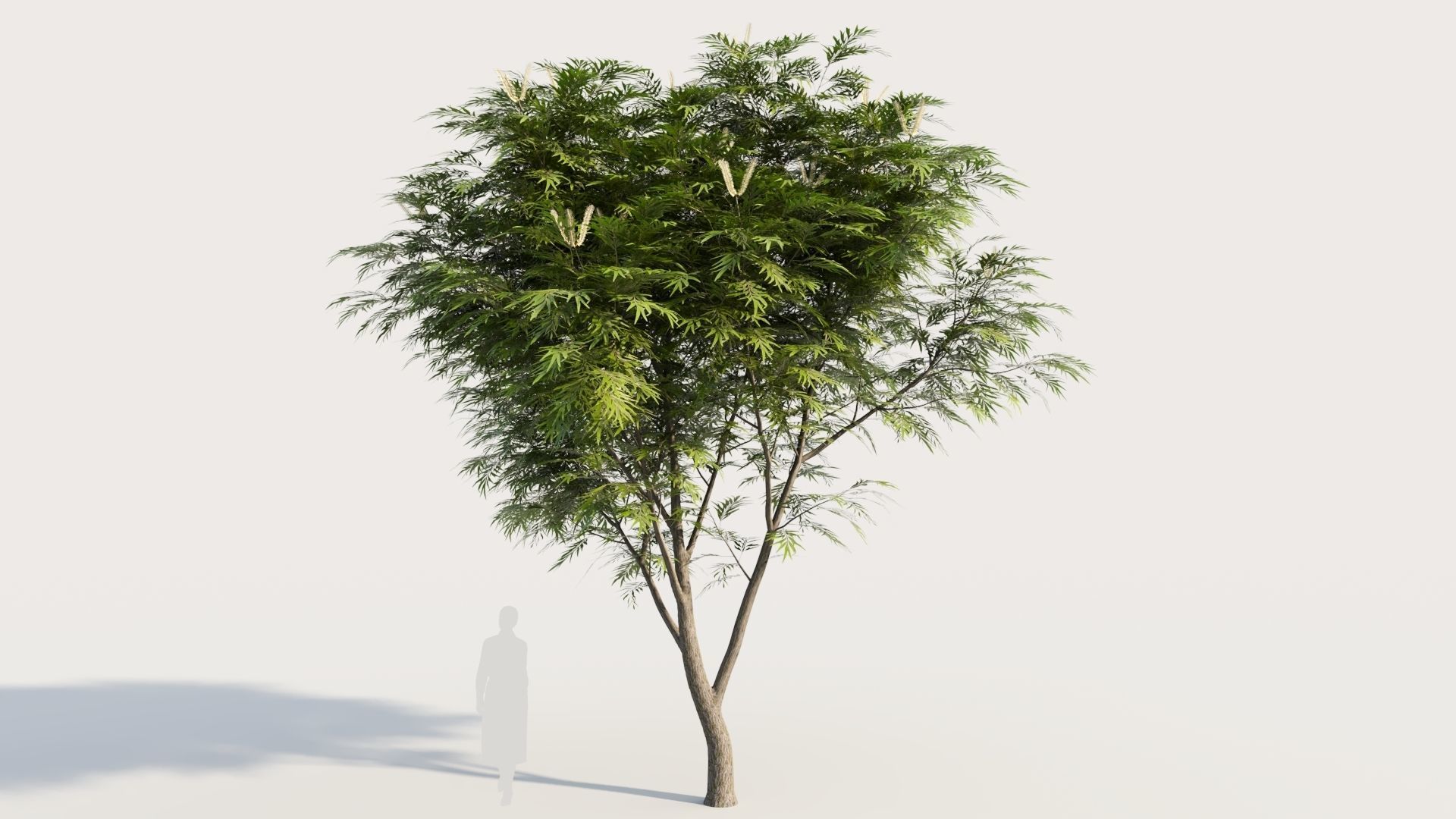 Grevillea edelfeltii b tree  3D model_5