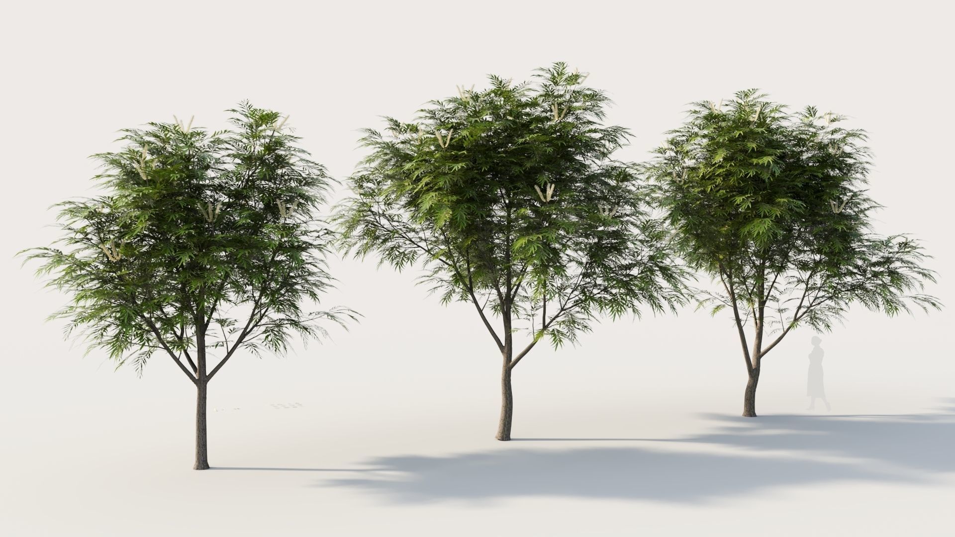 Grevillea edelfeltii b tree  3D model_4