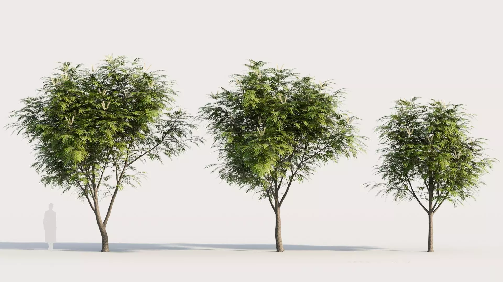 Grevillea edelfeltii b tree  3D model_0