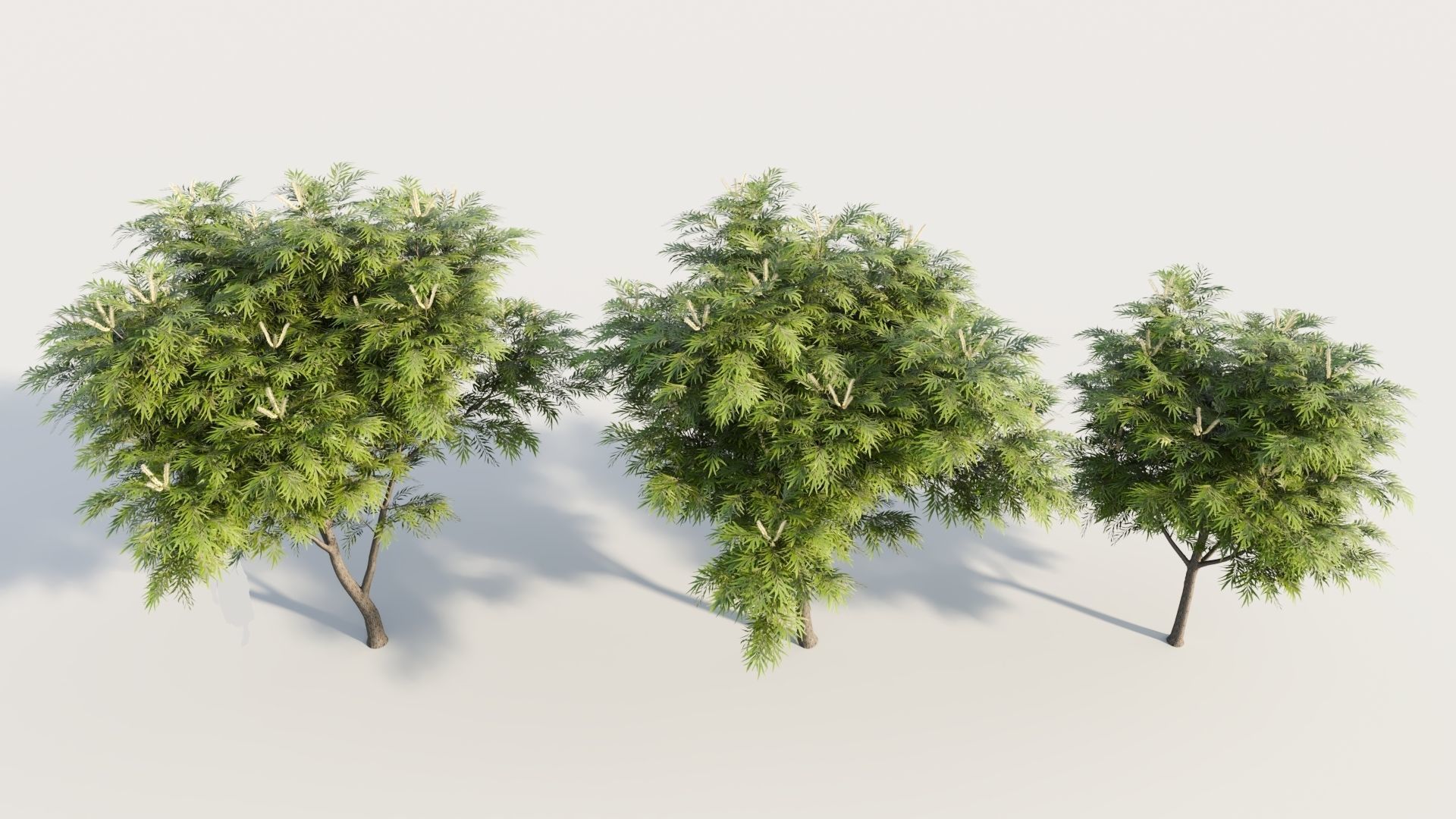 Grevillea edelfeltii b tree  3D model_2
