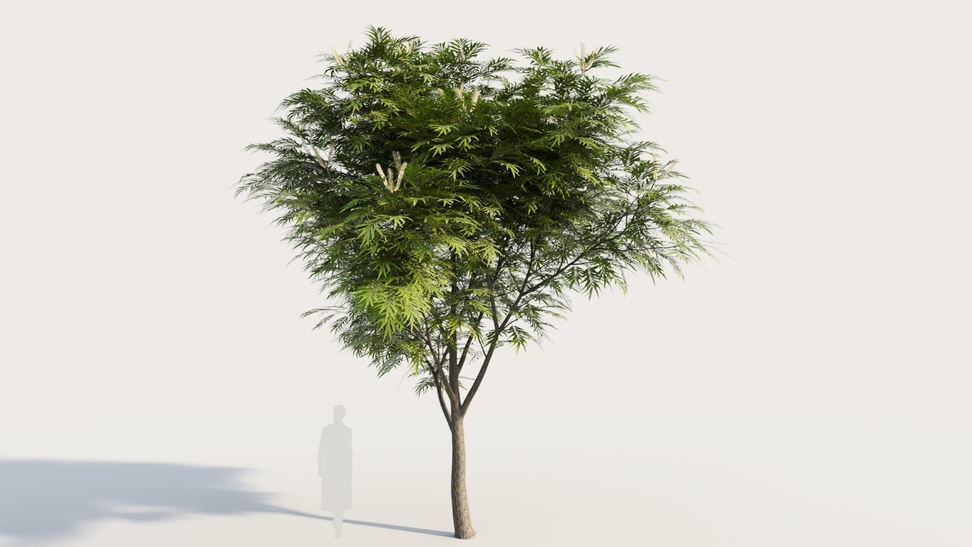 Grevillea edelfeltii b tree  3D model_6