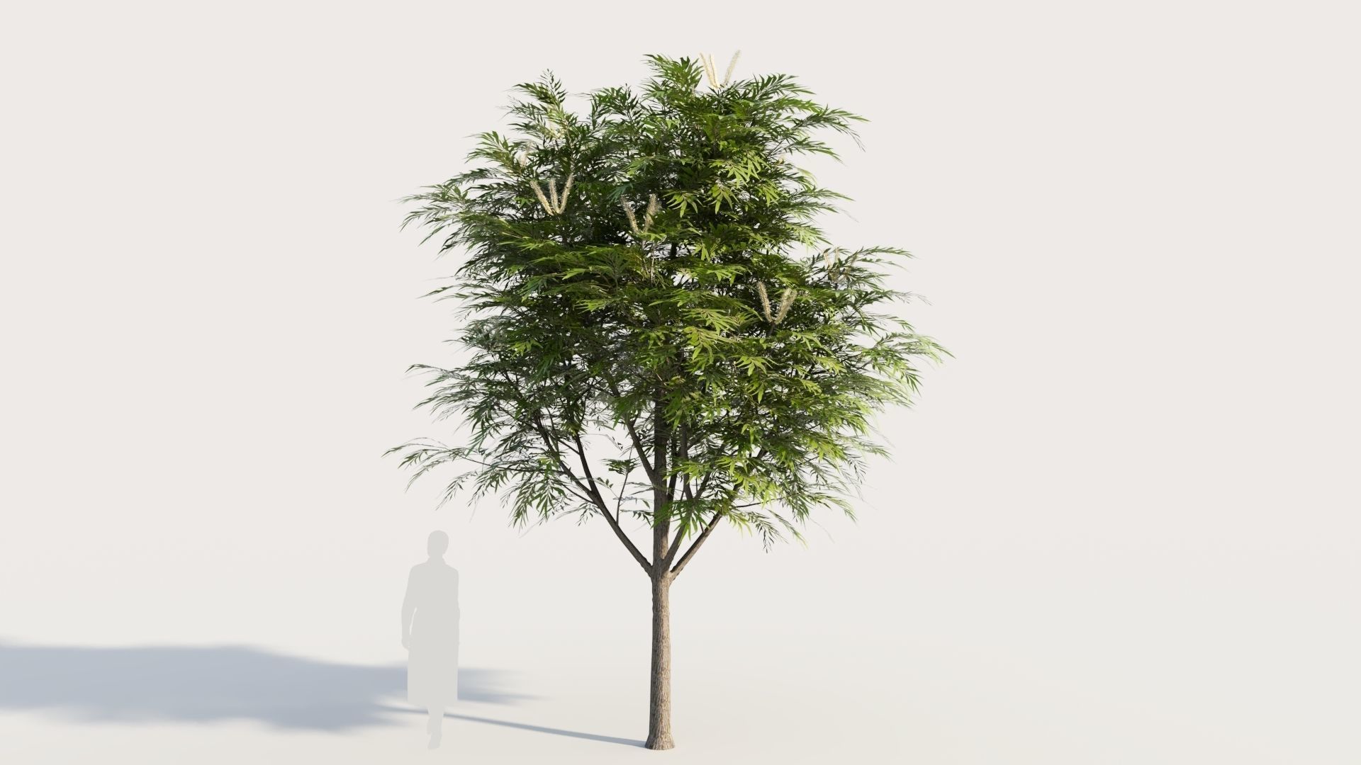 Grevillea edelfeltii b tree  3D model_7