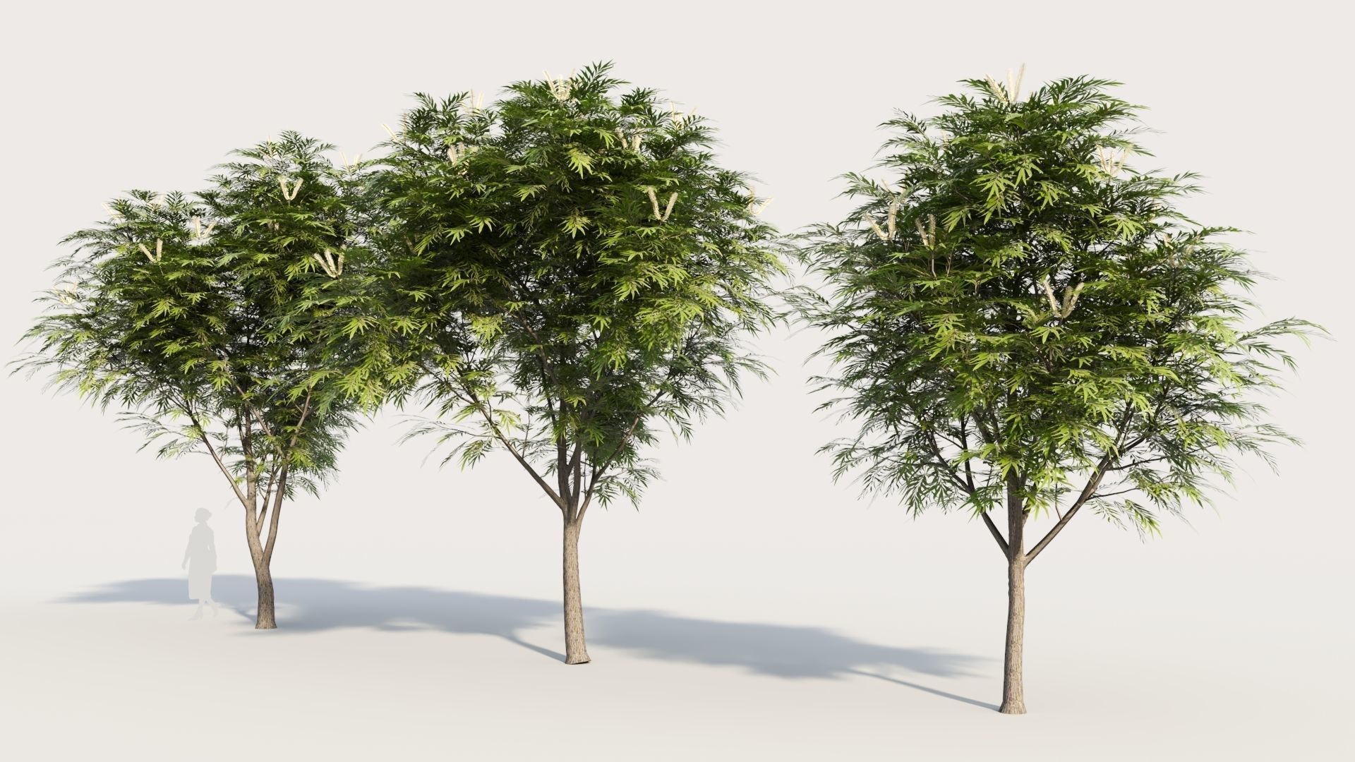Grevillea edelfeltii b tree  3D model_1